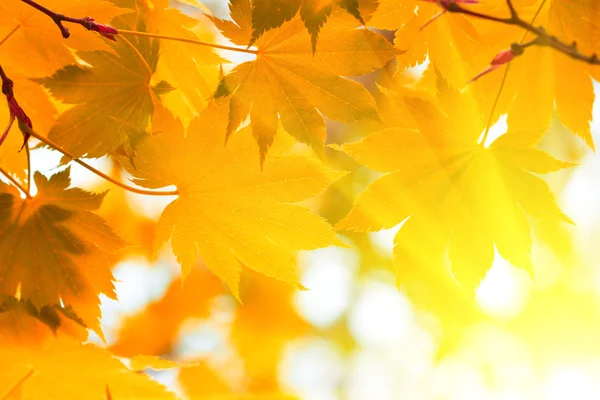 Herbst, gelbe Blätter — Stockfoto