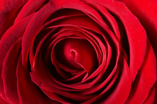 Makro obrázek tmavě červené růže — Stock fotografie