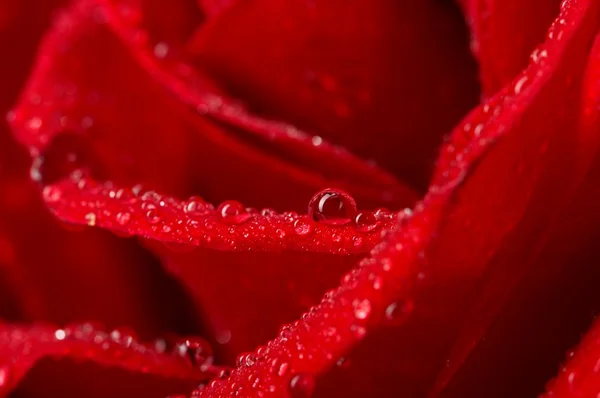 Макроизображение темно-красной розы — стоковое фото