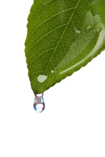 Wasser tropft von einem Blatt — Stockfoto