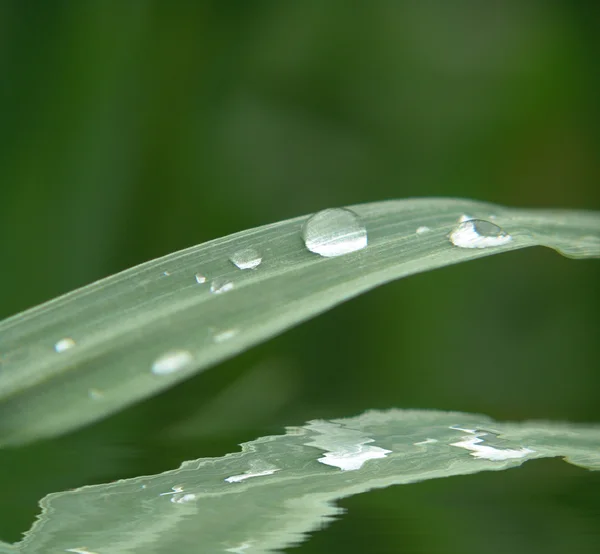 Grönt gräs med droppar — Stockfoto