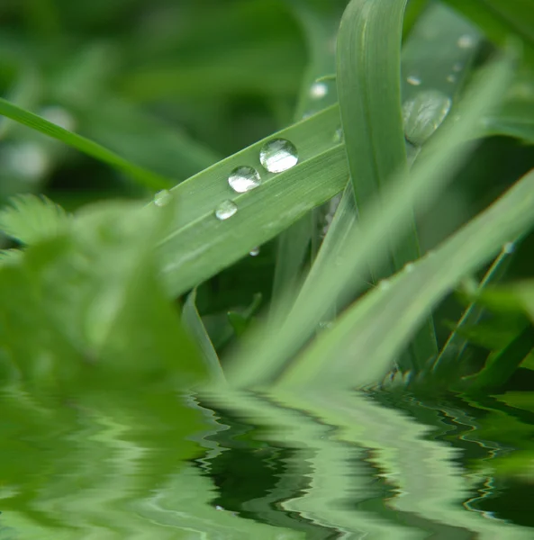 Hierba verde con gotas —  Fotos de Stock