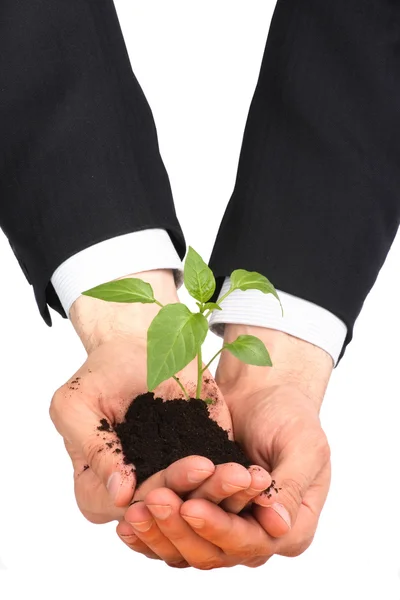 Geschäftsleute eine Pflanze — Stockfoto