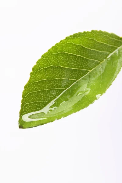 Water dripping of a leaf — Stock Photo, Image