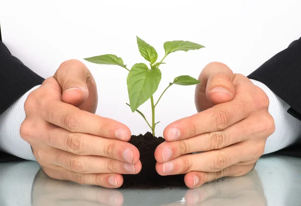 Geschäftsleute eine Pflanze zwischen den Händen — Stockfoto