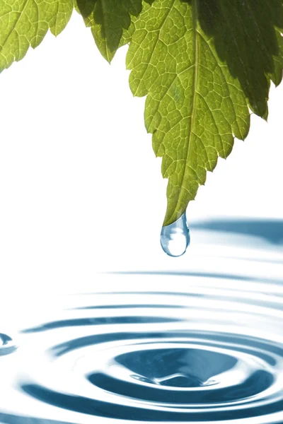 Stock image Water dripping of a leaf