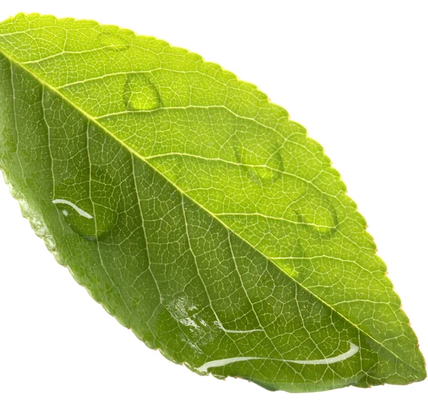 Water dripping of a leaf — Stock Photo, Image