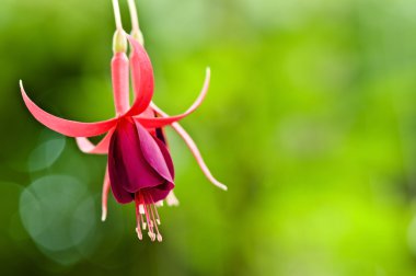 güzel bir kırmızı çiçek