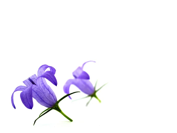 stock image Blue Flowers