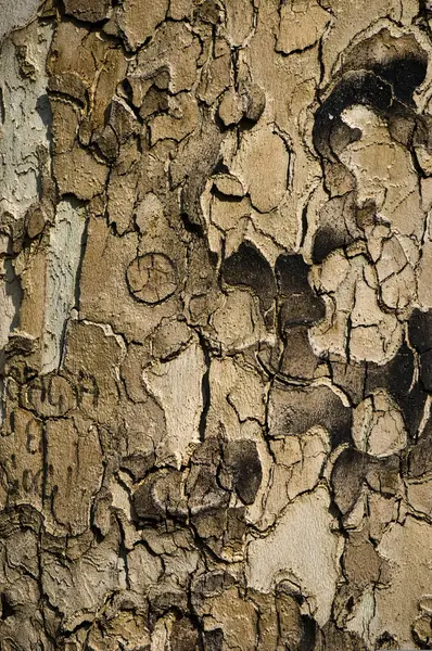 stock image Wood texture