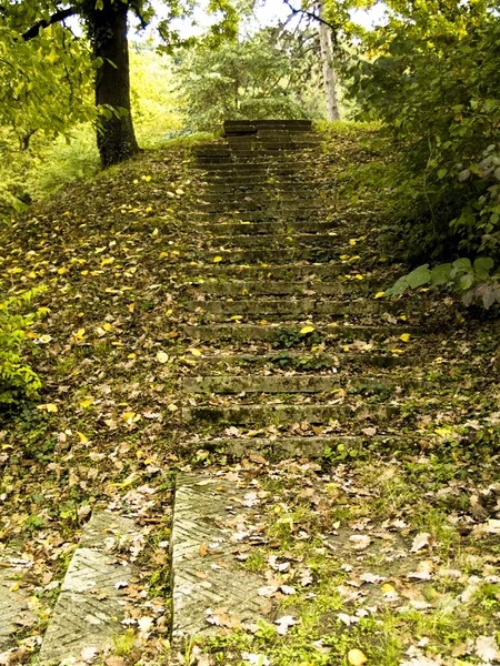 stock image Forest