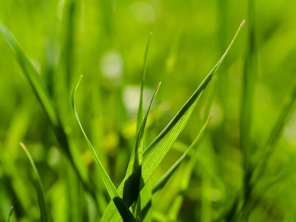 Stock image Green grass