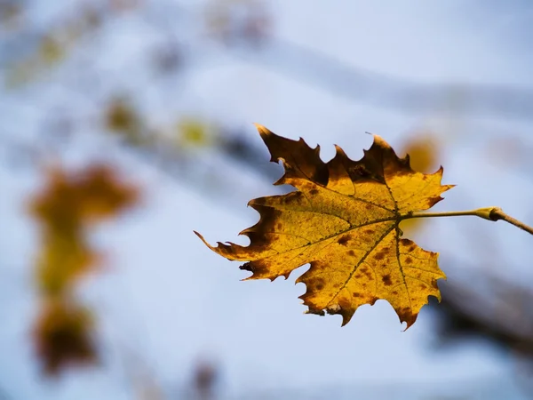 Herfstbladeren — Stockfoto