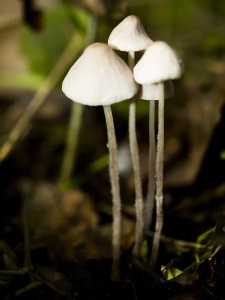 숲의 버섯 — 스톡 사진
