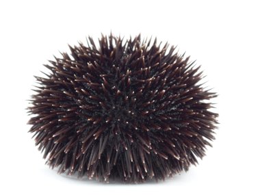 Sea Urchin clipart