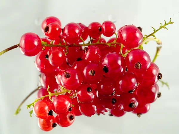 stock image Redcurrant