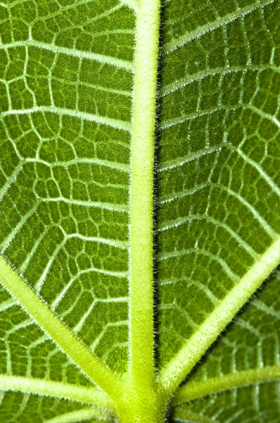 Textura verde da folha de figo — Fotografia de Stock