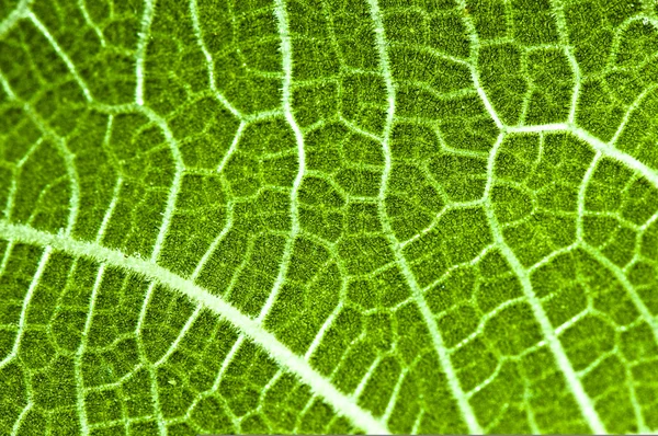 Textura verde da folha de figo — Fotografia de Stock
