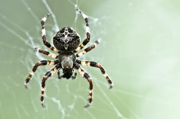 Aranha na Web — Fotografia de Stock
