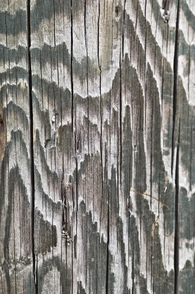 stock image Wood texture