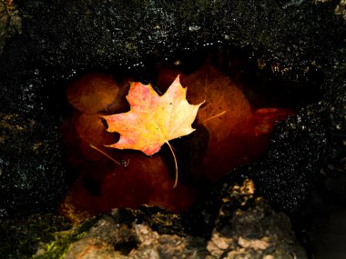Sonbahar Yaprakları