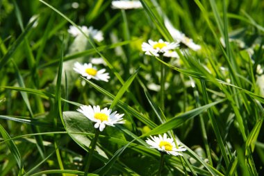 Daisy otların arasında