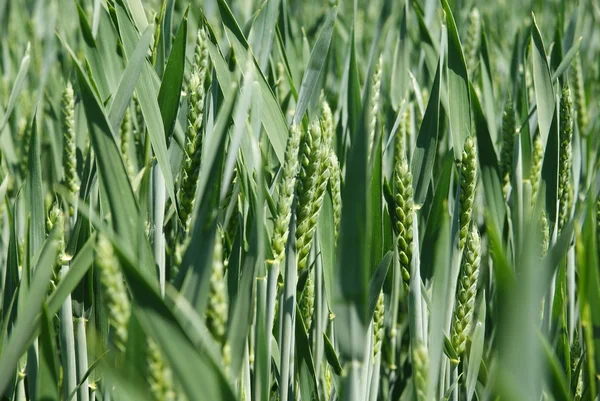 Крупним планом пшениці — стокове фото