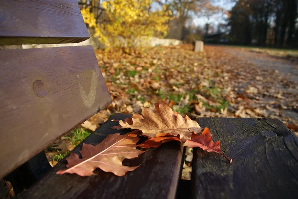 Listy na lavičce v parku — Stock fotografie
