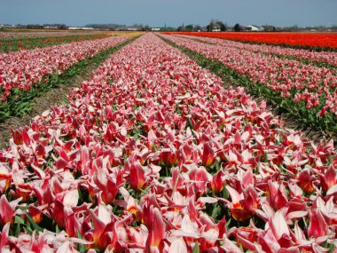 Hollandalı pembe çiçekler