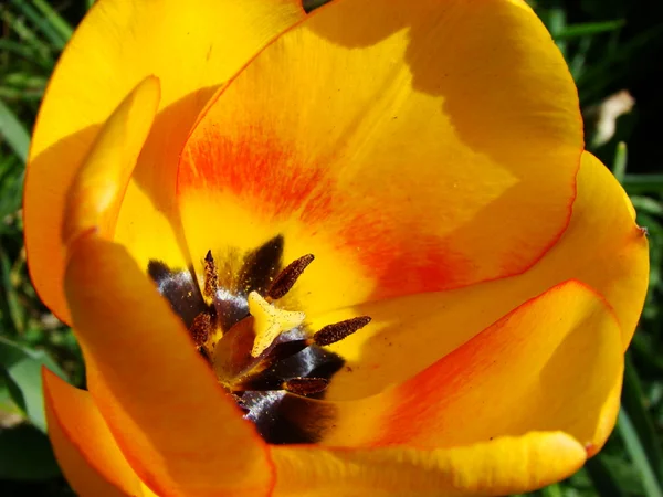 Closeup yellow flower — Stock Photo, Image