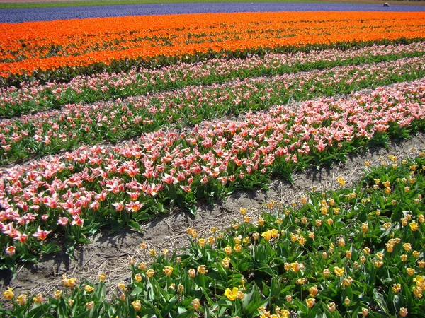 Renkli çiçek alanı — Stok fotoğraf