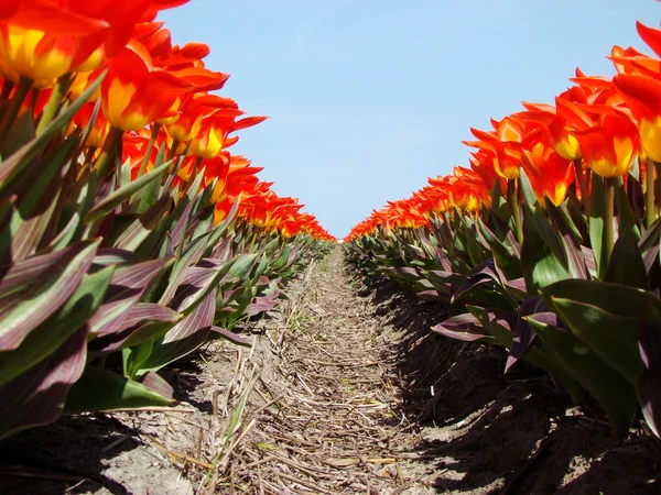 stock image Straight line of red flowers