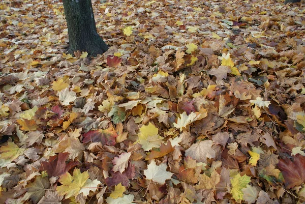 Alone in leaves — Stock Photo, Image