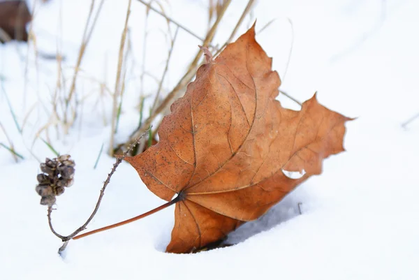 Brown leaf in snow — Stock Photo, Image