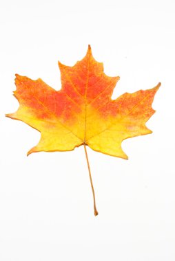 Red leaf on white clipart