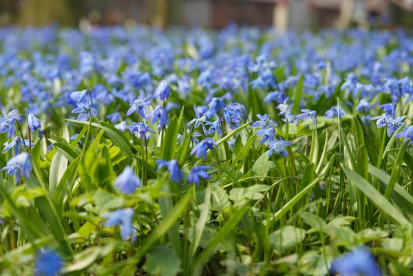 Blue springs flower — Stock Photo, Image