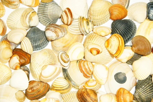 Closeup to shells — Stock Photo, Image