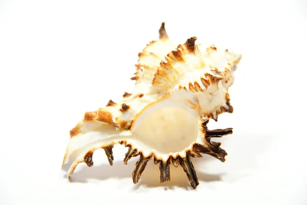 stock image Shell on white