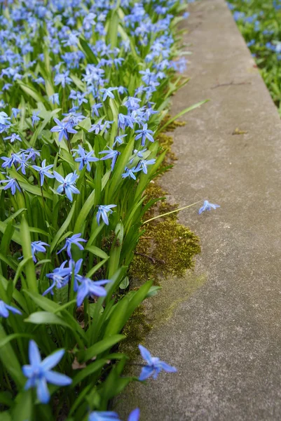 Blue flowers in the line — Stock Photo, Image