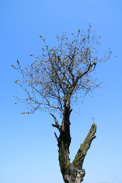 Vanha puu sinisen taivaan alla — kuvapankkivalokuva