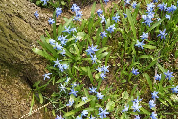 Spring blue flower near tree — Stock Photo, Image