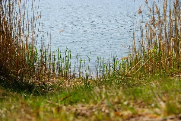 Озеро між тростини — стокове фото