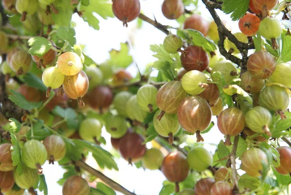 Bush, bektaşi üzümü