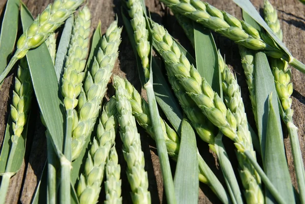 Крупним планом пшеничні вуха — стокове фото