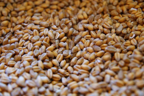 Closeup of wheat — Stock Photo, Image