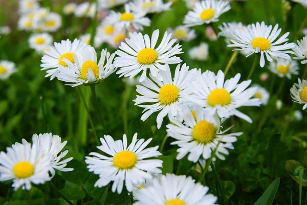 stock image Daisy flowers