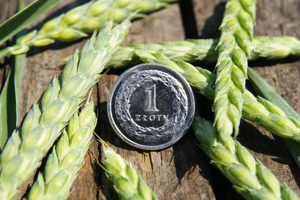 Ears of wheat and one zloty — Stock Photo, Image