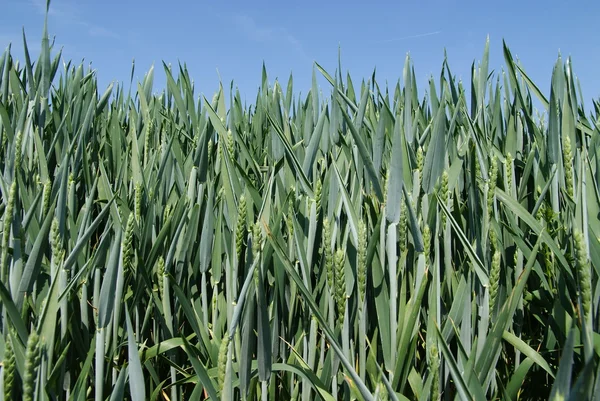 Fältet og grön vete — Stockfoto