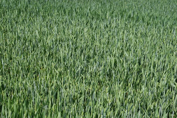 Campo com trigo verde — Fotografia de Stock