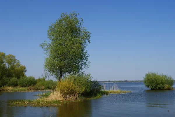 Paesaggio con albero e lago — Foto Stock